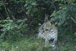 Notes on Field Trips Wilpattu National Park