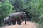 Notes on Field Trips Wilpattu National Park