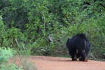 Notes on Field Trips Wilpattu National Park