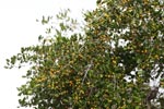 Notes on Field Trips Wilpattu National Park