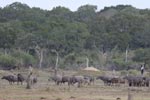 Notes on Field Trips Wilpattu National Park