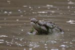 Notes on Field Trips Wilpattu National Park