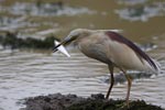 Notes on Field Trips Wilpattu National Park