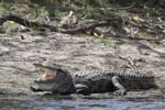 Notes on Field Trips Wilpattu National Park