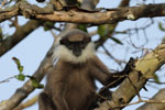 Notes on Field Trips Wilpattu National Park