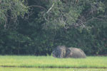 Notes on Field Trips Wilpattu National Park