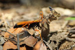 Notes on Field Trips Wilpattu National Park