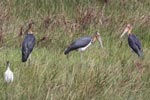 Wilpattu National Park 3rd - 6th   September 2021