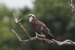 Wilpattu National Park 3rd - 6th   September 2021