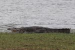 Wilpattu National Park 3rd - 6th   September 2021