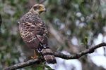 Wilpattu National Park 3rd - 6th   September 2021