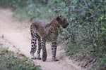 Wilpattu National Park 3rd - 6th   September 2021