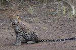 Wilpattu National Park 3rd - 6th   September 2021