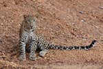 Wilpattu National Park 3rd - 6th   September 2021