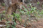 Wilpattu National Park 3rd - 6th   September 2021