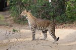 Wilpattu National Park 3rd - 6th   September 2021