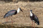 Wilpattu National Park 3rd - 6th   September 2021