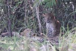 Wilpattu National Park 3rd - 6th   September 2021