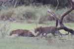 Wilpattu National Park 3rd - 6th   September 2021