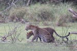 Wilpattu National Park 3rd - 6th   September 2021