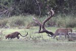 Wilpattu National Park 3rd - 6th   September 2021