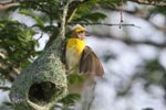 Wilpattu National Park 3rd - 6th   September 2021