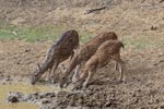 Wilpattu National ParkPark 3rd July 2019