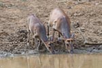 Wilpattu National ParkPark 3rd July 2019