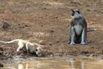 Wilpattu National ParkPark 3rd July 2019