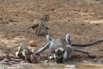 Wilpattu National ParkPark 3rd July 2019