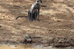 Wilpattu National ParkPark 3rd July 2019