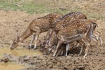 Wilpattu National ParkPark 3rd July 2019