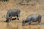 Wilpattu National ParkPark 3rd July 2019