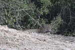 Wilpattu National ParkPark 3rd July 2019