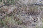 Wilpattu National ParkPark 3rd July 2019