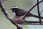 Wilpattu National Park 04 05 july 2020