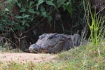 Wilpattu National Park 04 05 july 2020