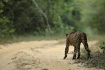 Notes on Field Trips Wilpattu National Park