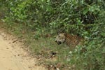 Notes on Field Trips Wilpattu National Park