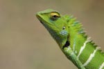 Notes on Field Trips Wilpattu National Park