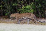 Wilpattu National Park 4th to 6th October 2025