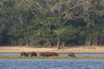 Wilpattu National Park 04th - 07th February 2021