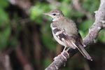 Wilpattu National Park 04th - 07th February 2021