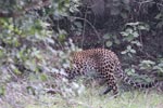 Wilpattu National Park 4th to 7th March 2023
