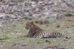 Wilpattu National Park 4th to 7th March 2023