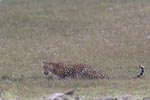 Wilpattu National Park 4th to 7th March 2023