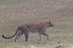Wilpattu National Park 4th to 7th March 2023