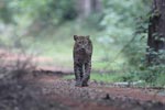 Wilpattu National Park 4th to 7th March 2023