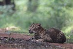 Wilpattu National Park 4th to 7th March 2023