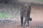 Wilpattu National Park 4th to 7th March 2023